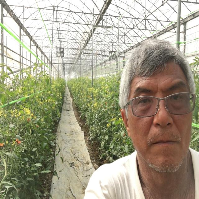 番茄溫室種植